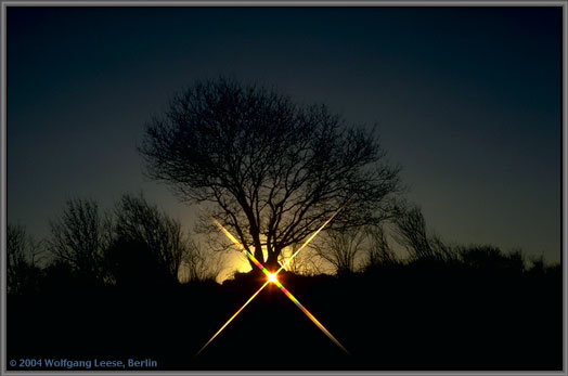 Foto, Baum vor Sonnenuntergang