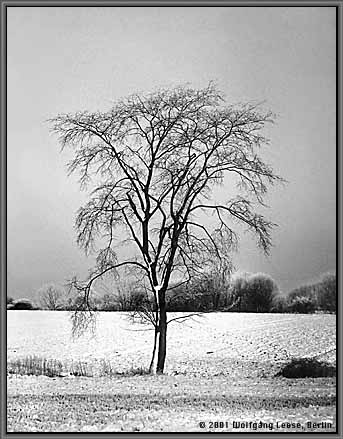 Baum auf verschneitem Feld