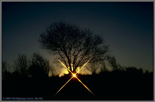 Baum im Winter