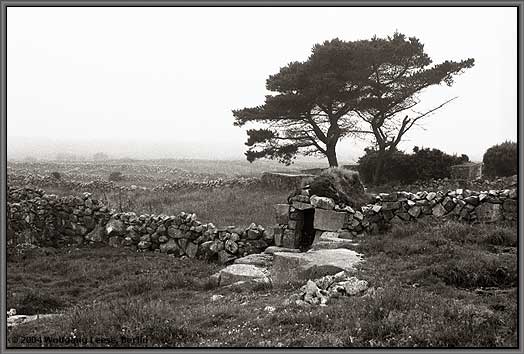 Feldsteinmauern und Baum bei Invereen