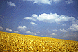 Kornfeld