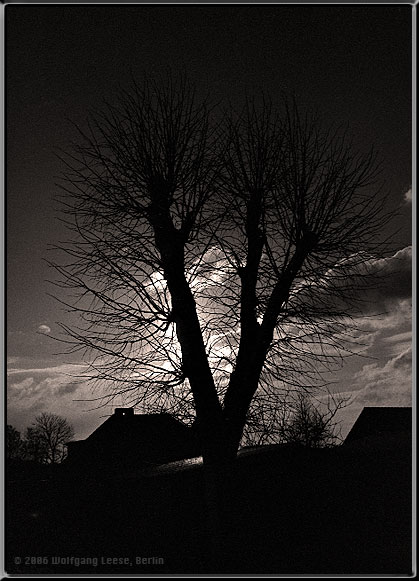 Winterbaum am Abend