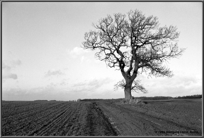 Baum am Feldweg