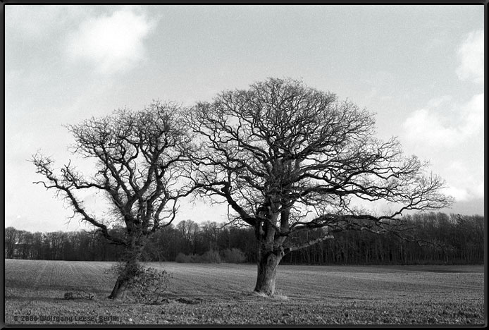 alte Bäume auf Feld