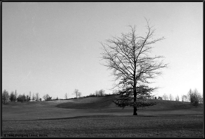 Herbstbaum