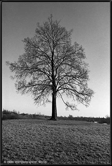 Baum auf Hügel