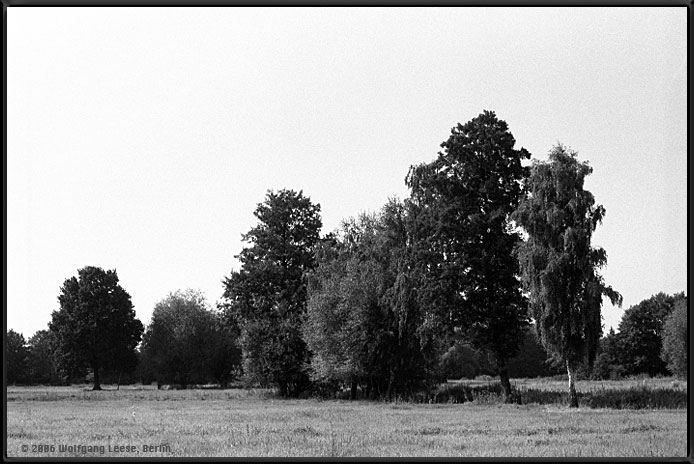 Baumreihe am Feldrand