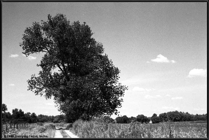Baum neben Feldweg