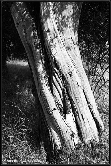 sterbender Baum