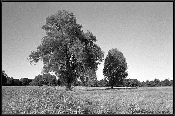 2 Bäume auf Feld