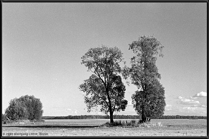 2 Bäume im Flachland