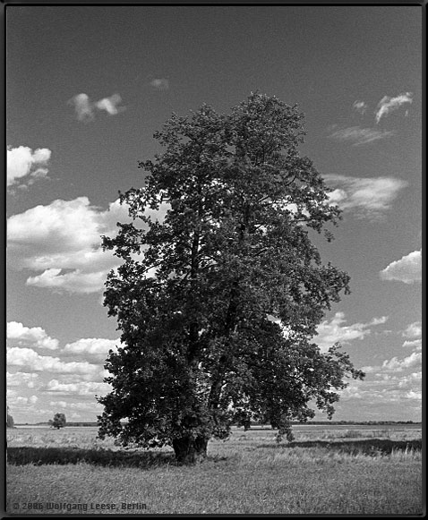 einzelner Baum auf Feld